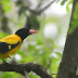 Black-hooded oriole Bird