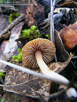 http://www.biodiversidadvirtual.org/hongos/Inocybe-sp.-img73648.html