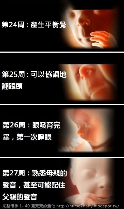 1 40週 胎兒生長發育過程