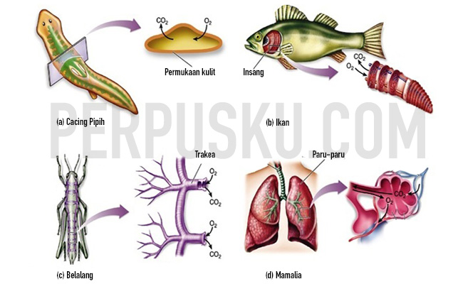  Sistem  Pernapasan  pada Hewan 