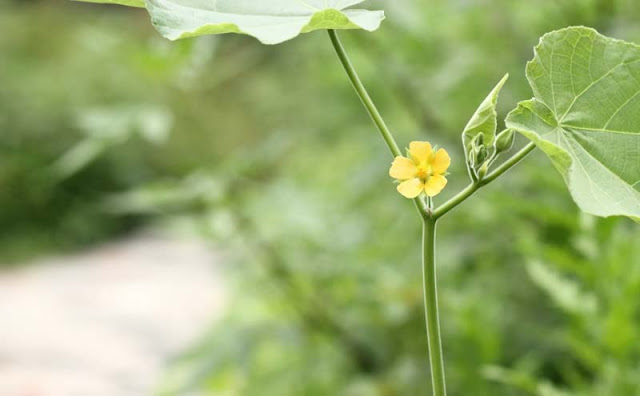 Indian Mallow Flowers