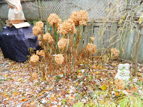 Toronto Coxwell Danforth Back Garden Fall Cleanup Before by Paul Jung Gardening Services--a Toronto Organic Gardening Company