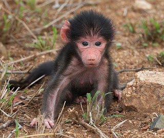 Baby Baboon Picture