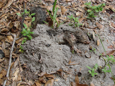 Notice the mound of dirt over