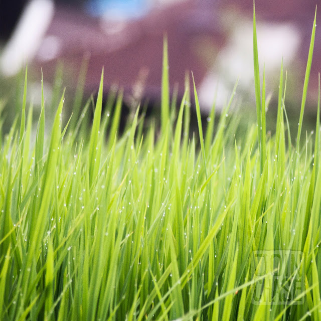 Water droplets cling to rice growing in a paddy in rural South Korea.