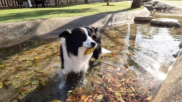 保護犬 ボーダーコリー トーマ 小谷流の里ドギーズアイランド