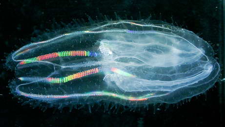 090317 jellyfish big 10 Penemuan spesies Binatang Baru Versi National Geographic