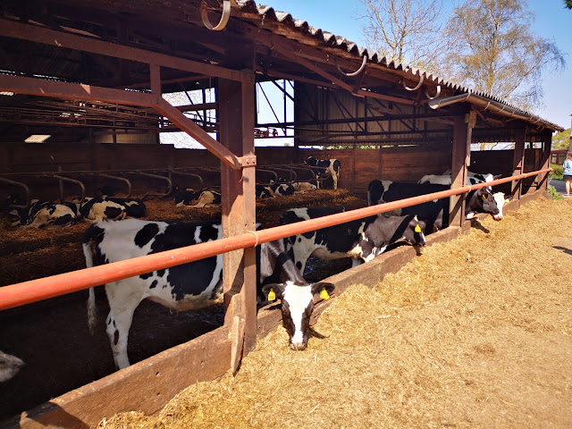 Cows in a cattle shed