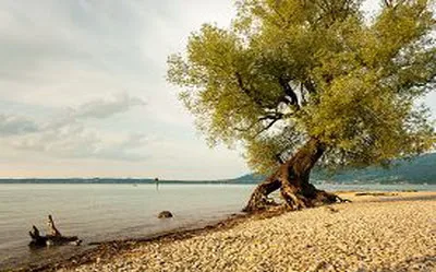 Bình Minh trên hồ Bodensee