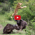 Wild Animal Attacks, Lion vs Crocodile video, Tiger, Anaconda, Buffaloes, Deer, Wildbeest