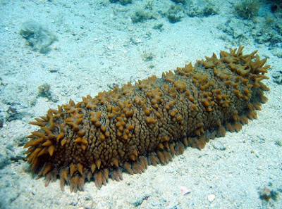 Pictures Of Sea Cucumbers2