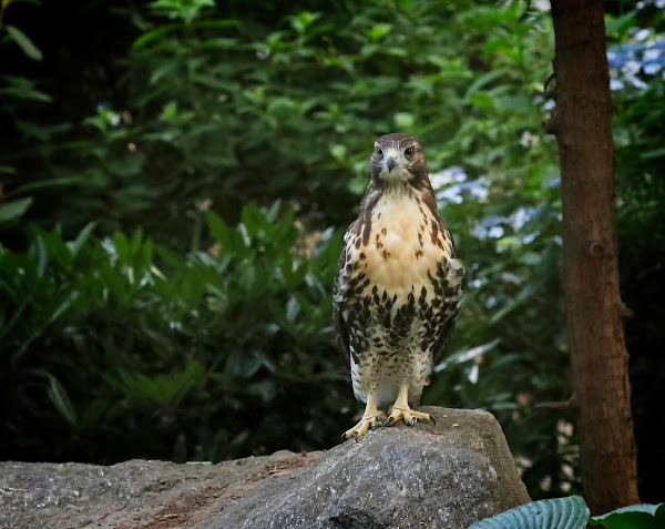 Tompkins Square red-tailed hawk fledgling perched on a rock