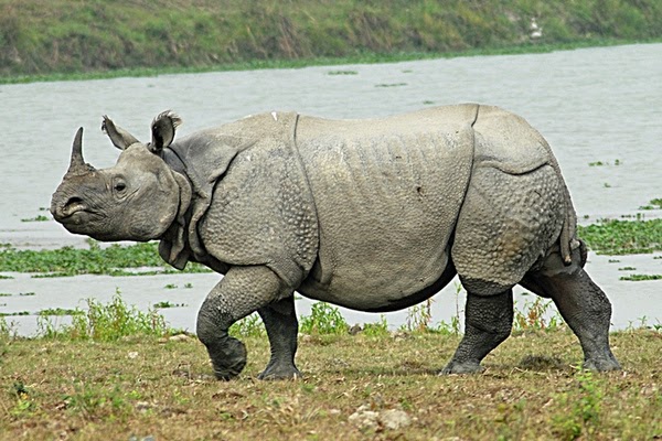  INDONESIA  ku Badak Bercula Satu Rhinoceros sondaicus 