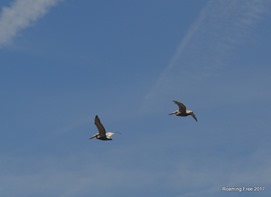 Pelicans