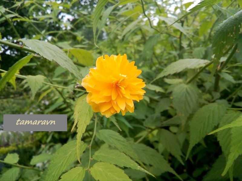 Kerria japonica 'Pleniflora'