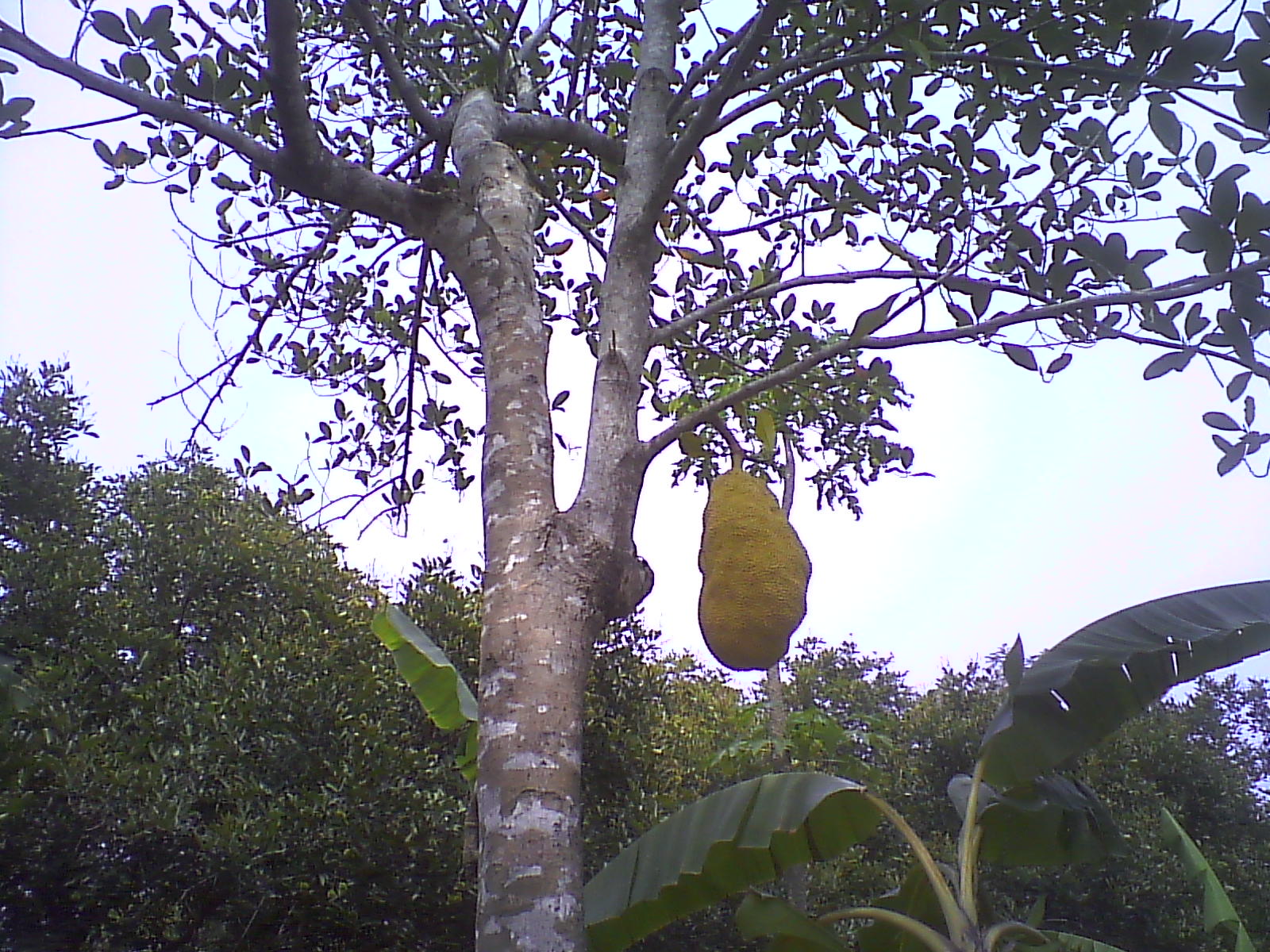 LIKE FLORA NANGKA 