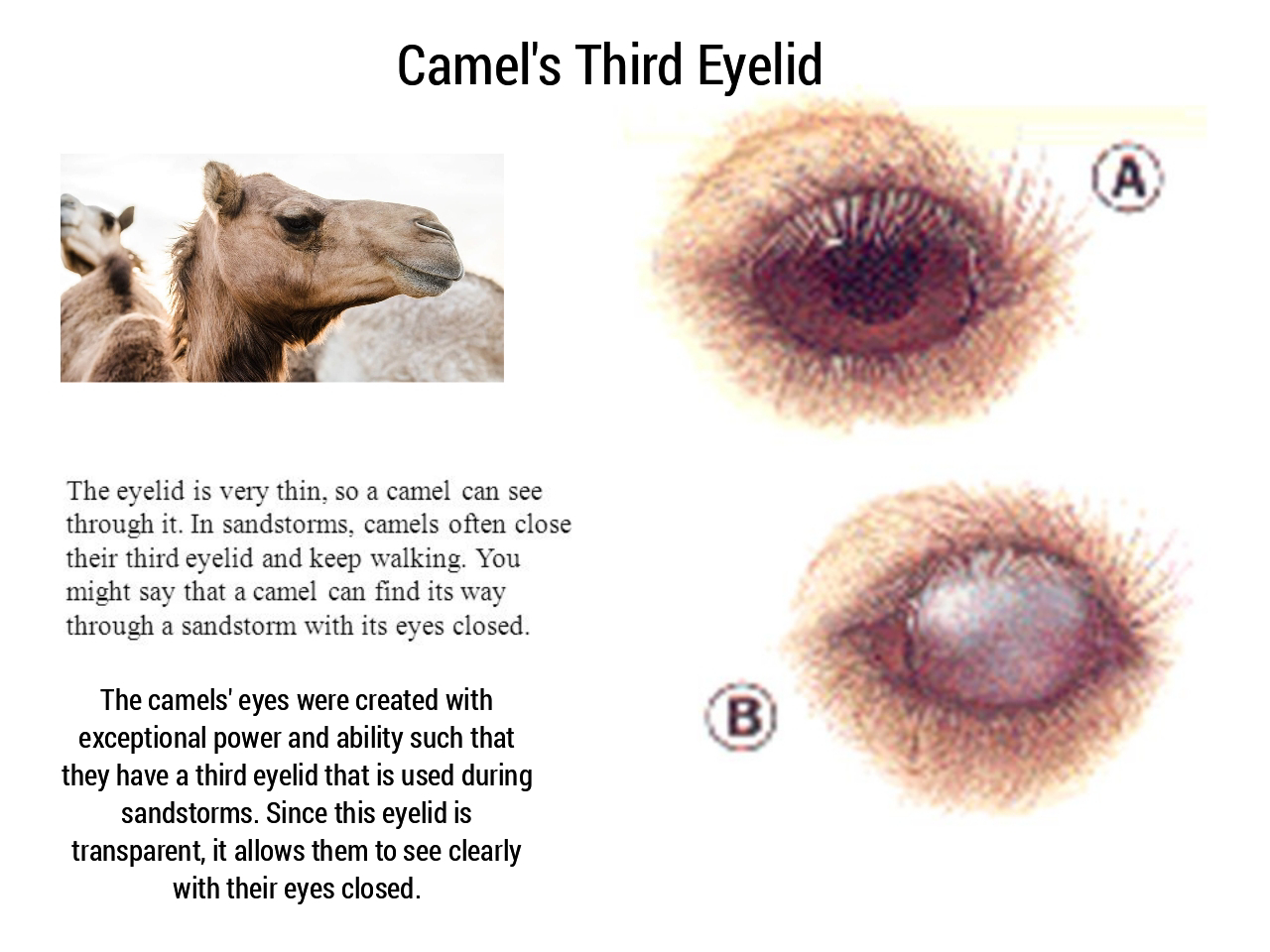 Camel's Third Eyelid