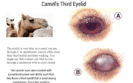 Camel's Third Eyelid