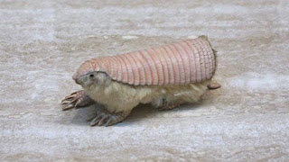 Pink Fairy Armadillo - Hewan Aneh