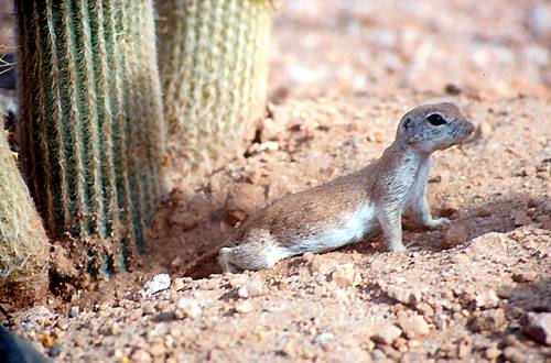 animals in the desert