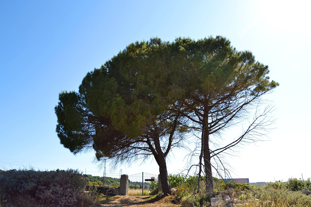 Albero secolare