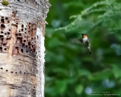 Male Ruby-throated Hummingbird preparing to feed  at the Sapsucker tree, Quebec. © Shelley Banks, all rights reserved. (ShelleyBanks.ca)