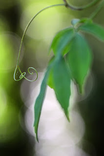 Tendrils and foliate and lots of background bokeh