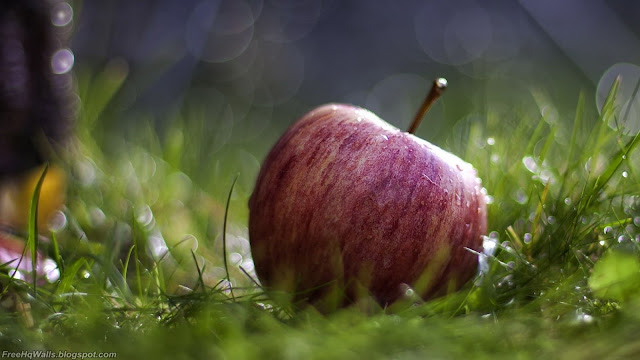 Apple HD Wallpaper