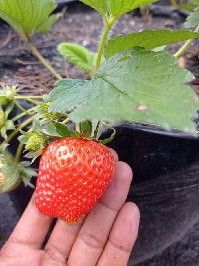 Strawberry Sagahonoka Valid Tasikmalaya