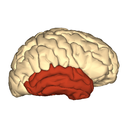 temporal lobe brain image