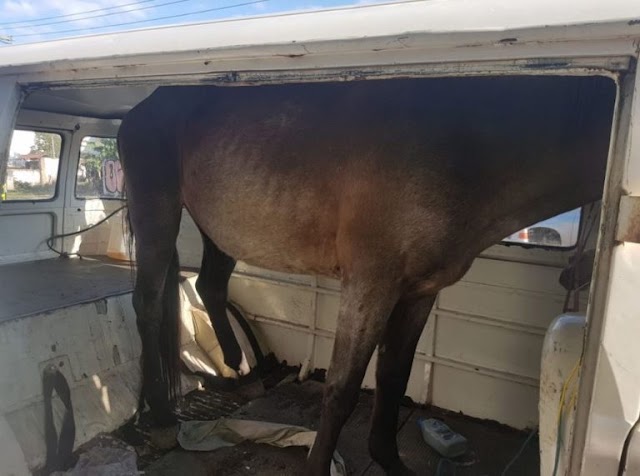 MOTORISTA É FLAGRADO TRANSPORTANDO CAVALO DENTRO DE KOMBI NO RIO GRANDE DO SUL