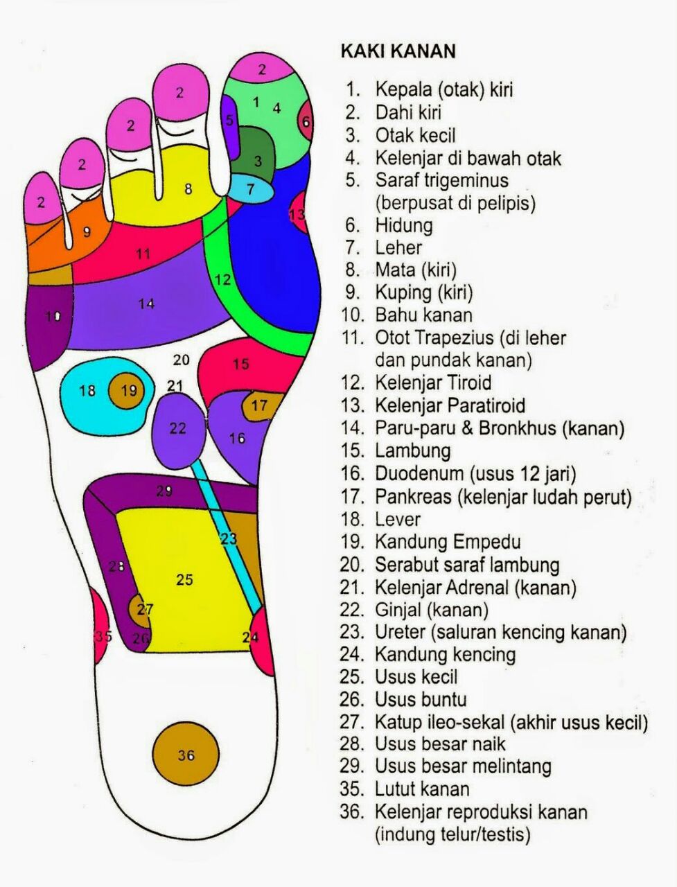 Titik Syaraf Organ Manusia Ada Ditelapak KakiRefleksi Tempat