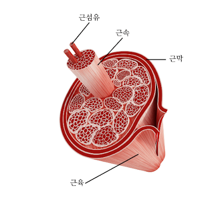 인간의 근육 구조-근속-근섬유-근막