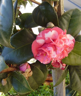 A pink and white camellia flower. Probably a camellia japonica, but I'm no expert.