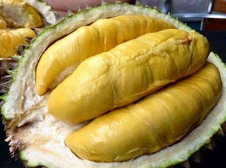 Cara menanam bibit durian montong agar cepat berbuah