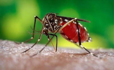 4 Cara Sederhana Mencegah Penularan Virus Zika