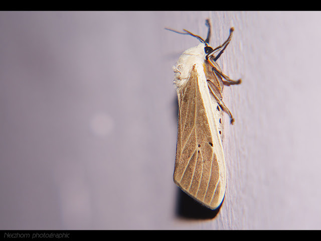 white and green moth picture