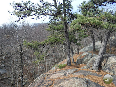 Los pinos en el sendero Raccoon Brook Hills