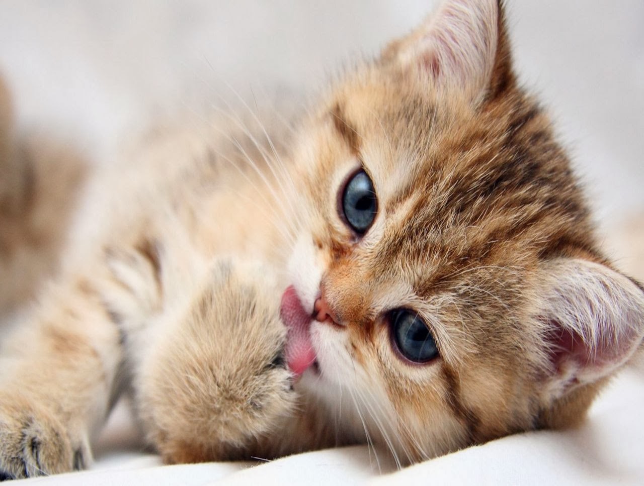  Cute  Kitten  Wallpaper  For Desktop WallpaperYork Brows 