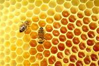 Hasil nektar yang telah diolah oleh lebah(madu)