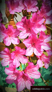 Azaleas pink flower free download picture 