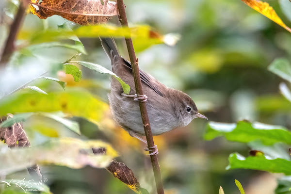 Cetti's warbler