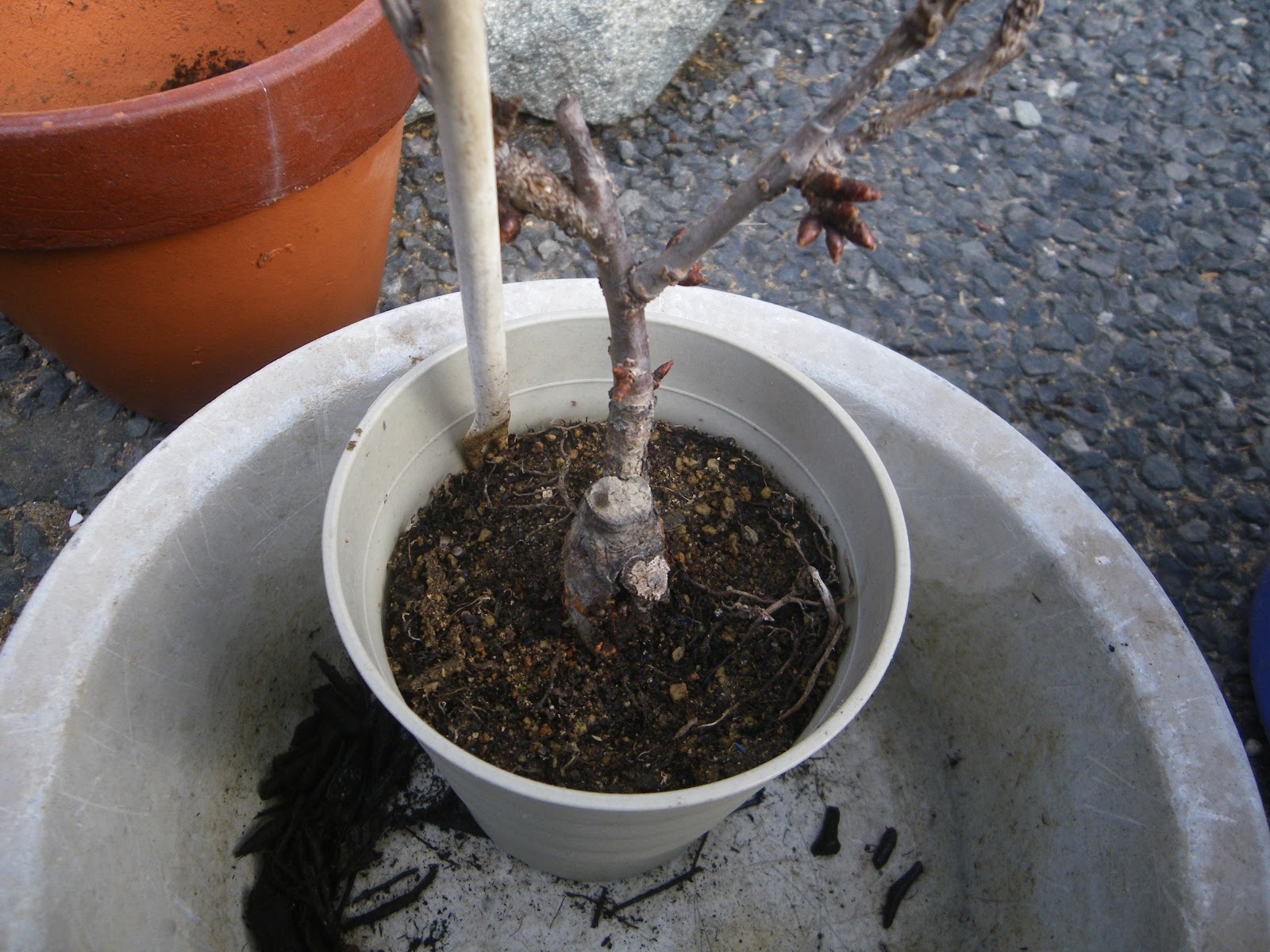 桜の小さな鉢植え 旭山桜のミニ盆栽の植え替えから満開まで メダカの大工