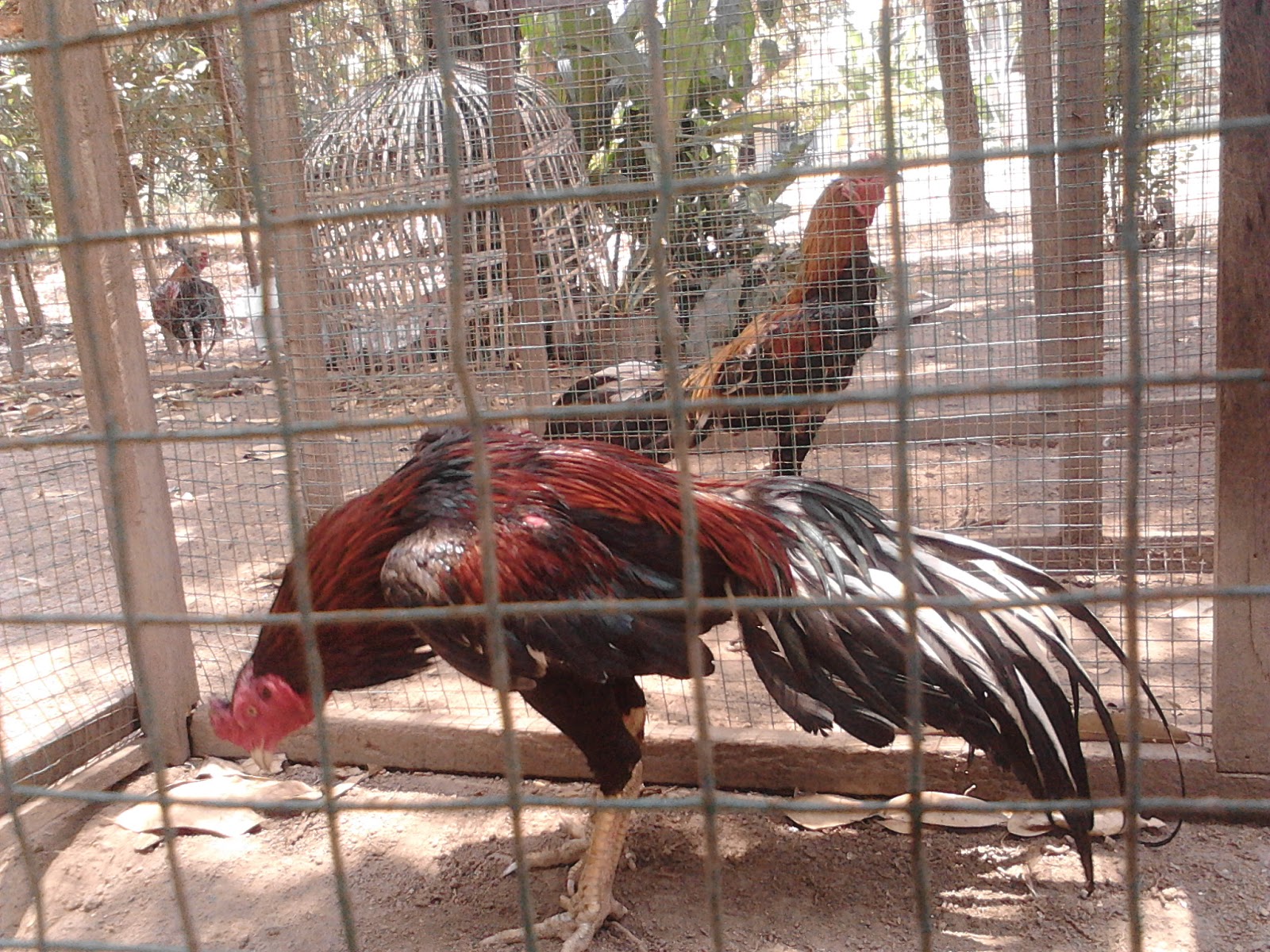 Kandang Umbaran Ayam  Bangkok Aduan  Terbaik Tilunk Com