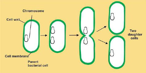 FSc Biology Part 1 XI 11th Chapter 6 Kingdom Prokaryotae (Monera) Notes Long Questions fscnotes0