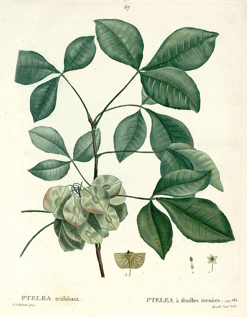 Птелея трёхлистная (Ptelea trifoliata)