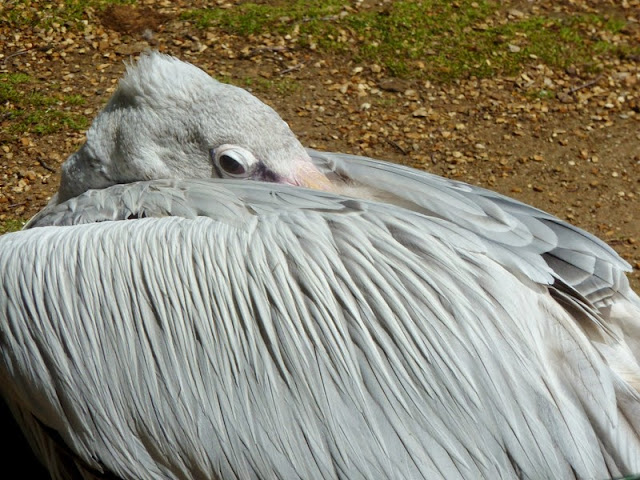 Pelican in Seaview Wildlife Encounter