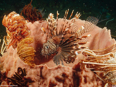 Underwater Creatures desktop hd desktop wallpapers14. Underwater Creatures desktop