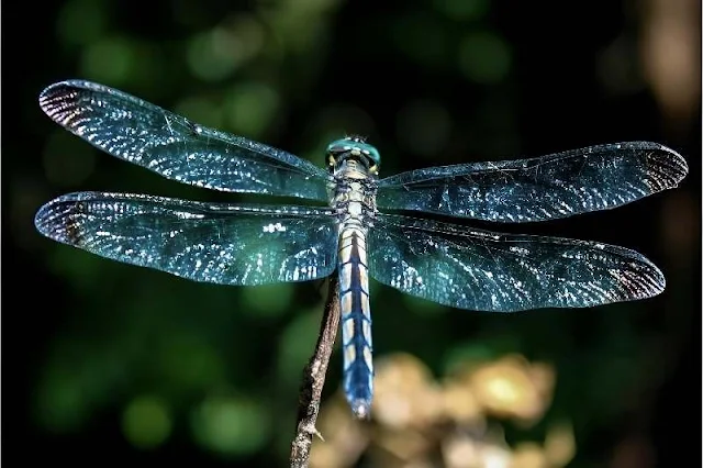 ¿Sabías que las alas de los insectos podrían haber evolucionado a partir de branquias marinas? ¡Una historia intrigante de adaptación a lo largo de millones de años!