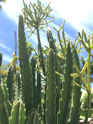 Asclepiadaceae Stapelia Cactus Flowers - Perennial Succulents